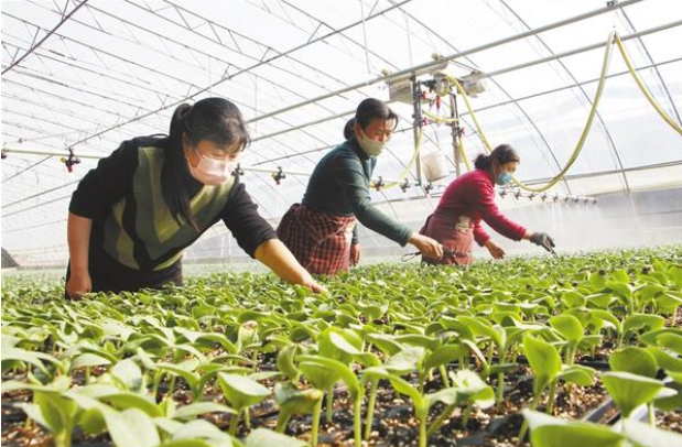 扶溝：全力確?！安嘶@子”種苗供應(yīng)