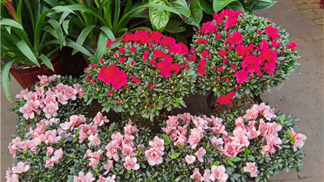 火紅年宵花，美麗過(guò)新年