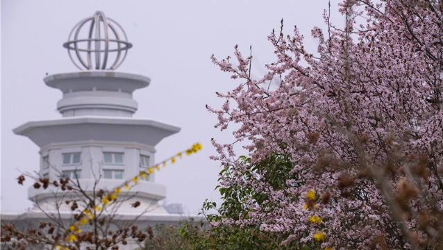 陽(yáng)春三月，踏青賞花正當(dāng)時(shí)