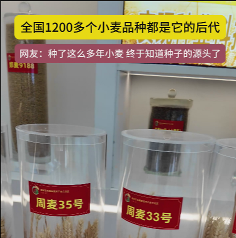 周口國家農(nóng)高區(qū)展示的種子資源，全國1200多個小麥品種都是它的后代!